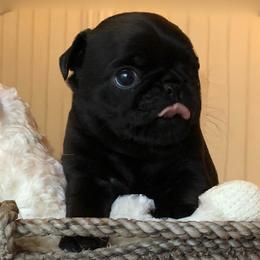 Pugs from Pitter, Patter Pugs