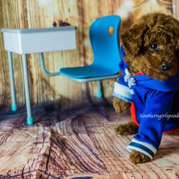 Poodle Puppies from Southern Girls Poodles