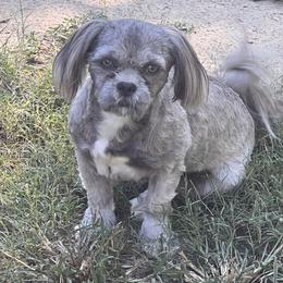 Tilly - Shih Tzu