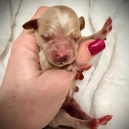 Dopey - Red  male Goldendoodle puppy in Bradenton, Florida from Christianna’s Mini Goldendoodles