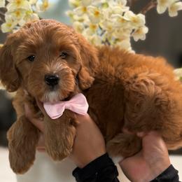 Foxy - Red  female Goldendoodle puppy in Yuciapa, California from AlltheDoodlez_