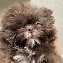 Shih Tzu Puppies from Mosley Kennel Shih Tzu