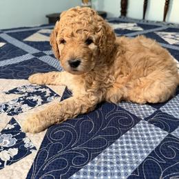 Willie Robertson - Apricot male Poodle puppy in Fairfield, North Carolina from Leaning T Ranch