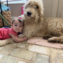 Goldendoodle All Grown Up from Spring Prairie Doodles