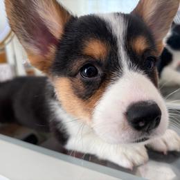 Cocoa - Black and tan female American Corgi puppy in Register, Florida from Southern Georgia Corgi Loafs