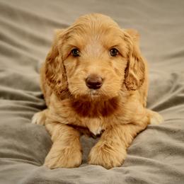 Cerelia - Caramel red female Australian Labradoodle puppy in Stanwood, Washington from Victoria Creek Australian Labradoodles