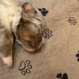 Silver - White blue merle and tan male Shetland Sheepdog puppy in Tuscumbia, Alabama from Agee's World of Shelties