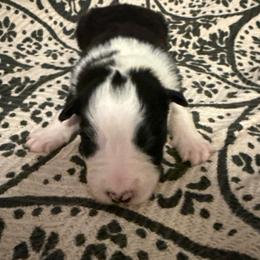 Thor - Black and white male Border Collie puppy in Mckinney, Texas from Border Collies of Ruidoso