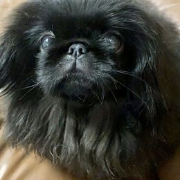 Cardigan Welsh Corgi and Pekingese Puppies from Patrick Ormos' Corgis and Pekingese