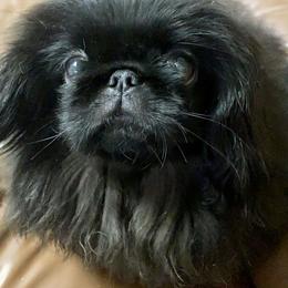 Cardigan Welsh Corgi and Pekingese Puppies from Patrick Ormos' Corgis and Pekingese