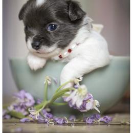 Chihuahua Puppies from ,, Vajda” chihuahua club