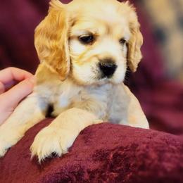 Aubrey - Buff female Cocker Spaniel puppy in Roanoke, West Virginia from Blackberry Farm Cockers