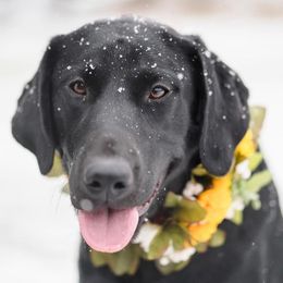 Labrador Retrievers from D&S Retrievers