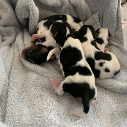 Biewer Terrier puppies from Phoenix Golden Retriever & Biewer Terriers