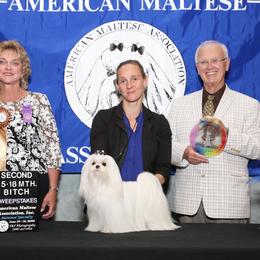 Maltese puppies from Iron Angel Maltese