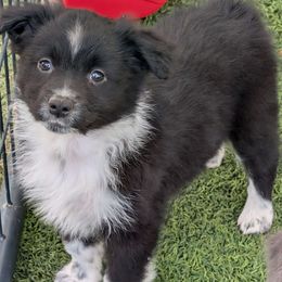 Maggie - Australian Shepherd puppy from A&M Australian Shepherds
