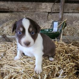 Girl 3 - Red tri-color female Australian Shepherd puppy in Jersey Shore, Pennsylvania from Lone Tree Aussies