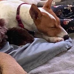 Russell Terriers from Dean's Pups