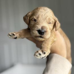 Butterfingers - Apricot male Goldendoodle puppy in Waterford, California from Alvdoodles