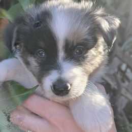 Everest - Blue merle male Miniature American Shepherd puppy in Santa Rosa, California from BennettValleyAussies