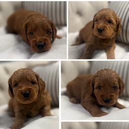 Girl 3 Selection - Red  female Goldendoodle puppy in Pleasant Hill, Iowa from Harvest Creek