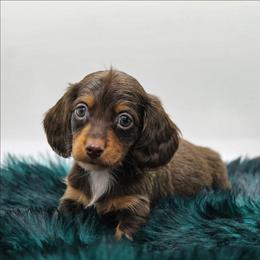 Male 3 - Chocolate and tan male Dachshund puppy in Childress, Texas from Taylor Farms