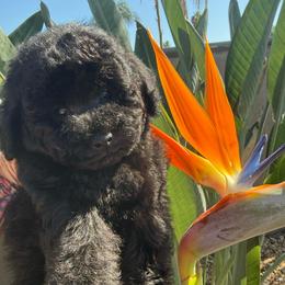 Pope - Silver male Poodle puppy in Lake Elsinore, California from Amber's Bichon Frise and Poodles