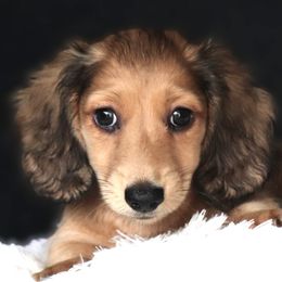 Black Collar Boy 2 - Cream male Dachshund puppy in Azle, Texas from American Dachshunds