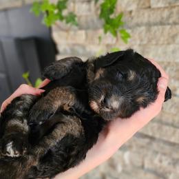 Nile Jordan - Phantom male Bernedoodle puppy in Marshall, Michigan from Whispering Aspen Homestead
