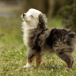 Miniature American Shepherd, Miniature Australian Shepherd, and Toy Australian Shepherd Puppies from Fine Hill Aussies