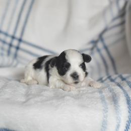 Boston Cream - Black and white male Shichon puppy in Delta, Colorado from PTK Ranch
