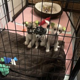 Chinese Crested puppies from Breezy Meadows
