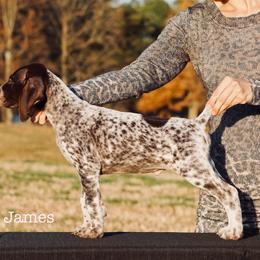 Jesse James - German Shorthaired Pointer puppy from OutBark Dogs & Kennels