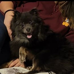 Shakira - Pomeranian
