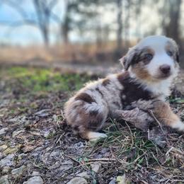 Pugsley - Red merle male Miniature Australian Shepherd puppy in Macomb, Missouri from Faunus Farms and Aussies