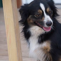 Miniature Australian Shepherds and Toy Australian Shepherds from Caprock Mini & Toy Aussies