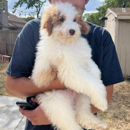 Luca - Goldendoodle