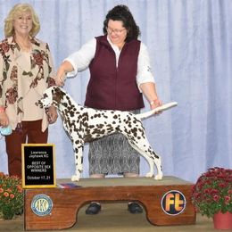 Bria - Dalmatian