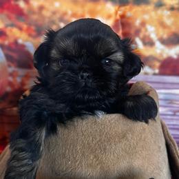 Teddy - Black and tan male Shih Tzu puppy in Claremont, California from Lovable Shih Tzus
