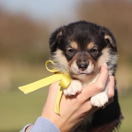 Boy 1 - Black and tan male Pembroke Welsh Corgi puppy in Ville Platte, Louisiana from Flat town corgis
