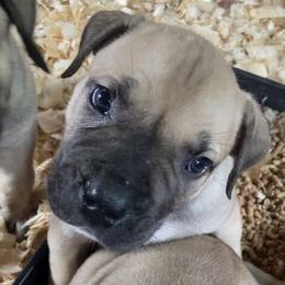Patagonia - Purple Collar Girl - Tawny female Boerboel puppy in Navasota, Texas from Silverthorne Boerboels