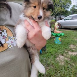 Shetland Sheepdog Puppies from Highland Shelties