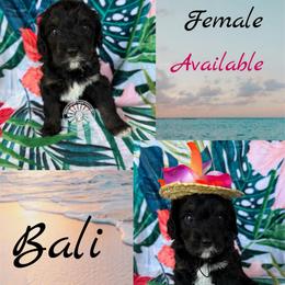 Bali - Tri-color female Bernedoodle puppy in Godwin, North Carolina from Farm Sweet Farm Doodles