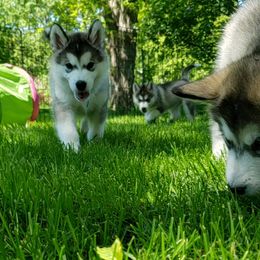 Alaskan Malamute Puppies from Delphi Alaskan Malamutes