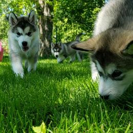 Alaskan Malamute Puppies from Delphi Alaskan Malamutes