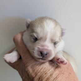 Girl 2 - Wolf sable female Pomsky puppy in Spring Hill, Florida from www.PuppyTimeEmporium.com