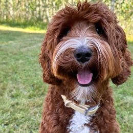 Zeus - Australian Labradoodle