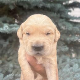 Green Collar Boy - Golden male Golden Retriever puppy in Salt Lake City, Utah from Deseret Peak Goldens