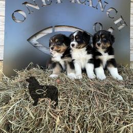 Australian Shepherd Puppies from OR Aussies