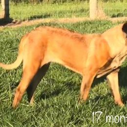 Pickles - Mastiff